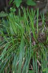 Longstalk sedge